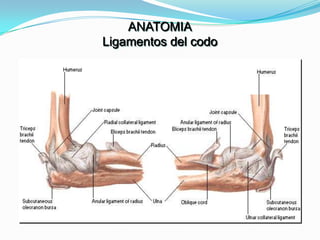 ANATOMIA
Ligamentos del codo
 