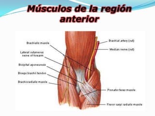 Músculos de la región
      anterior
 