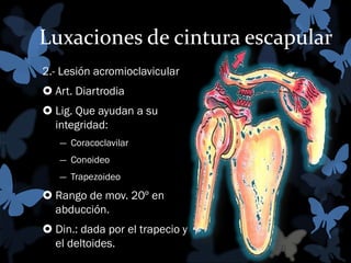 Luxaciones de cintura escapular
2.- Lesión acromioclavicular
 Art. Diartrodia
 Lig. Que ayudan a su
integridad:
― Coracoclavilar
― Conoideo
― Trapezoideo

 Rango de mov. 20º en
abducción.
 Din.: dada por el trapecio y
el deltoides.

 