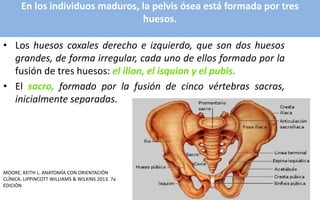En los individuos maduros, la pelvis ósea está formada por tres
huesos.
• Los huesos coxales derecho e izquierdo, que son dos huesos
grandes, de forma irregular, cada uno de ellos formado por la
fusión de tres huesos: el ilion, el isquion y el pubis.
• El sacro, formado por la fusión de cinco vértebras sacras,
inicialmente separadas.
MOORE, KEITH L. ANATOMÍA CON ORIENTACIÓN
CLÍNICA. LIPPINCOTT WILLIAMS & WILKINS 2013. 7a
EDICIÓN
 