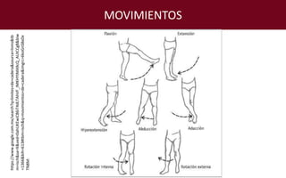 MOVIMIENTOShttps://www.google.com.mx/search?q=limites+de+cadera&source=lnms&tb
m=isch&sa=X&ved=0ahUKEwiC86iT4dLTAhVF_IMKHYtMA9cQ_AUICCgB&biw
=1366&bih=613#tbm=isch&q=movimientos+de+cadera&imgrc=6koGnS8xDx
TN8M:
 