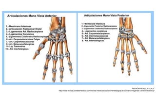 PADRÓN PÉREZ XITLALIC
http://www.revista-portalesmedicos.com/revista-medica/luxacion-interfalangica-de-la-mano-imagenes-y-breve-revision/2/
 
