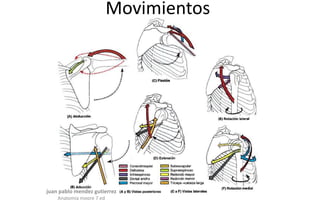 Movimientos
juan pablo mendez gutierrez
Anatomia moore 7 ed
 