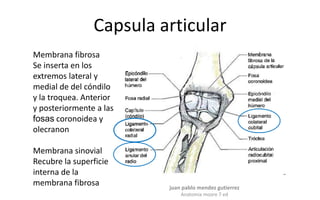 Capsula articular
Membrana fibrosa
Se inserta en los
extremos lateral y
medial de del cóndilo
y la troquea. Anterior
y pos...