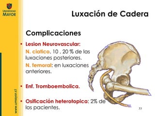 Lesion Neurovascular:  N. ciatico . 10 . 20 % de las luxaciones posteriores. N. femoral : en luxaciones anteriores. Enf. Tromboembolica. Osificación heterotopica : 2% de los pacientes. Luxación de Cadera Complicaciones 