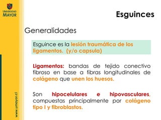 Ligamentos:  bandas de tejido conectivo fibroso en base a fibras longitudinales de  colágeno  que  unen los huesos.  Son  hipocelulares e hipovasculares ,  compuestas principalmente por  colágeno tipo I y fibroblastos. Generalidades Esguinces Esguince es la  lesión traumática de los ligamentos.  (y/o capsula) 