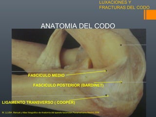 LUXACIONES Y
FRACTURAS DEL CODO
ANATOMIA DEL CODO
FASCICULO MEDIO
LIGAMENTO TRANSVERSO ( COOPER)
FASCICULO POSTERIOR (BARDINET)
M. LLUSA. Manual y Atlas fotografico de Anatomía del aparato locomotor.Panamericana.Madrid 2006
 