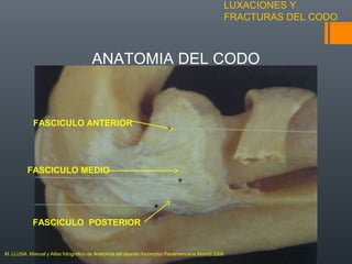 LUXACIONES Y
FRACTURAS DEL CODO
ANATOMIA DEL CODO
FASCICULO MEDIO
FASCICULO POSTERIOR
FASCICULO ANTERIOR
M. LLUSA. Manual y Atlas fotografico de Anatomía del aparato locomotor.Panamericana.Madrid 2006
 