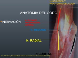 LUXACIONES Y
FRACTURAS DEL CODO
ANATOMIA DEL CODO
INERVACIÓN
N. RADIAL
N. CUTANEO
ANTEBRAQUIAL
LATERAL
N. MEDIANO
N.CUBITALM. LLUSA. Manual y Atlas fotografico de Anatomía del aparato locomotor.Panamericana.Madrid 2006
 