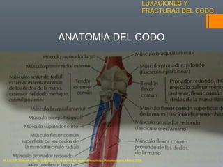 LUXACIONES Y
FRACTURAS DEL CODO
ANATOMIA DEL CODO
M. LLUSA. Manual y Atlas fotografico de Anatomía del aparato locomotor.Panamericana.Madrid 2006
 