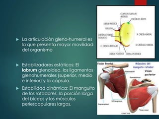  La articulación gleno-humeral es
la que presenta mayor movilidad
del organismo
 Estabilizadores estáticos: El
labrum glenoideo, los ligamentos
glenohumerales (superior, medio
e inferior) y la cápsula.
 Estabilidad dinámica: El manguito
de los rotadores, la porción larga
del bíceps y los músculos
periescapulares largos.
 