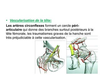 • Vascularisation de la tête: 
Les artères circonflexes forment un cercle péri-articulaire 
qui donne des branches surtout postérieurs à la 
tête fémorale, les traumatismes graves de la hanche sont 
très préjudiciable à cette vascularisation. 
 
