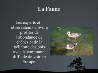 La Faune
Les experts et
observateurs apívora
profiter de
l'abondance de
chênes et de la
gélinotte des bois
avec la commune,
difficile de voir en
Europe.
 

 

 