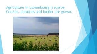 Agriculture in Luxembourg is scarce.
Cereals, potatoes and fodder are grown.
 