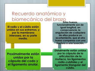 Recuerdo anatómico y
   biomecánico del brazo huesos,
                       Estos
                               funcionalmente son de
El radio y el cúbito están        igual longitud, en
unidos en sus extremos, y         consecuencia, la
    por la membrana          angulación de cualquiera
  interosea, en su parte         de ellos produce un
          media.             acortamiento, que el otro
                             hueso compensa con una
                              fractura o una luxación.


                             Distalmente están unidos
Proximalmente están             por la cápsula de la
                                 articulación de la
     unidos por la           muñeca, los ligamentos
 cápsula del codo y             radio-cubitales y el
el ligamento anular.         ligamento triangular del
                                       cúbito.
 