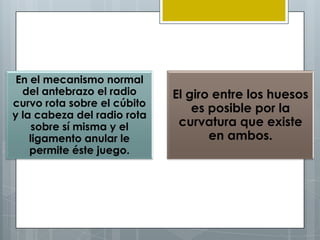 En el mecanismo normal
  del antebrazo el radio     El giro entre los huesos
curvo rota sobre el cúbito
                                 es posible por la
y la cabeza del radio rota
     sobre sí misma y el      curvatura que existe
    ligamento anular le             en ambos.
    permite éste juego.
 