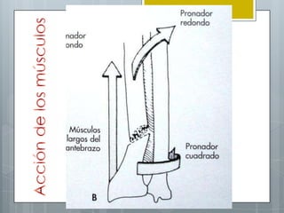 Luxo fractura de monteggia y galeazzi