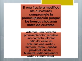 Si una fractura modifica
      las curvaturas
     compromete la
pronosupinación porque
  los huesos chocarán
    antes de cruzarse.

  Además, una correcta
 pronosupinación requiere
   una correcta relación
      articular entre las
   articulaciones radio -
  humeral, radio - cubital
      proximal, cúbito -
 humeral, radiocarpiana y
    radio - cubital distal.
 
