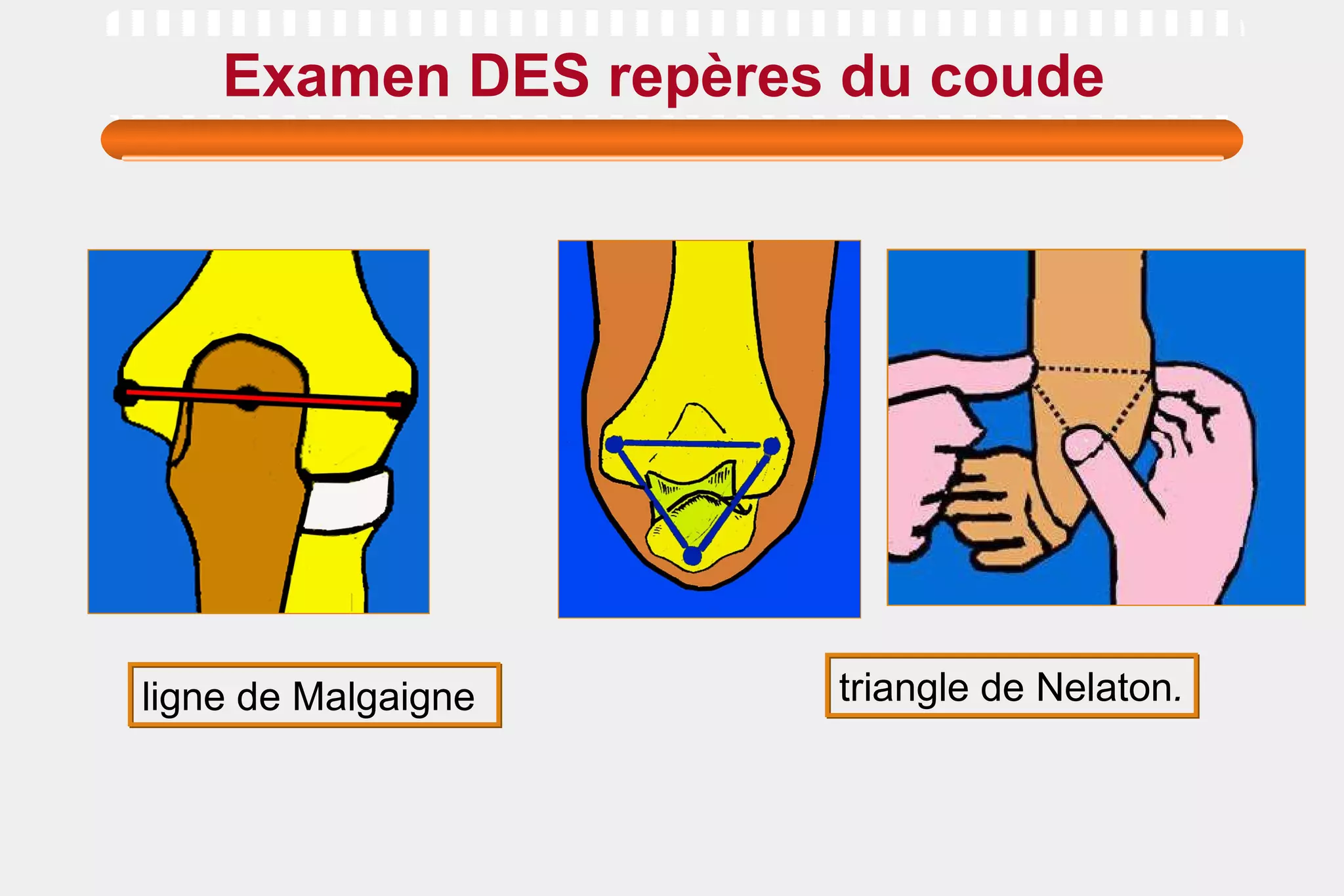 Examen DES repères du coude   ligne de Malgaigne  triangle de Nelaton . 