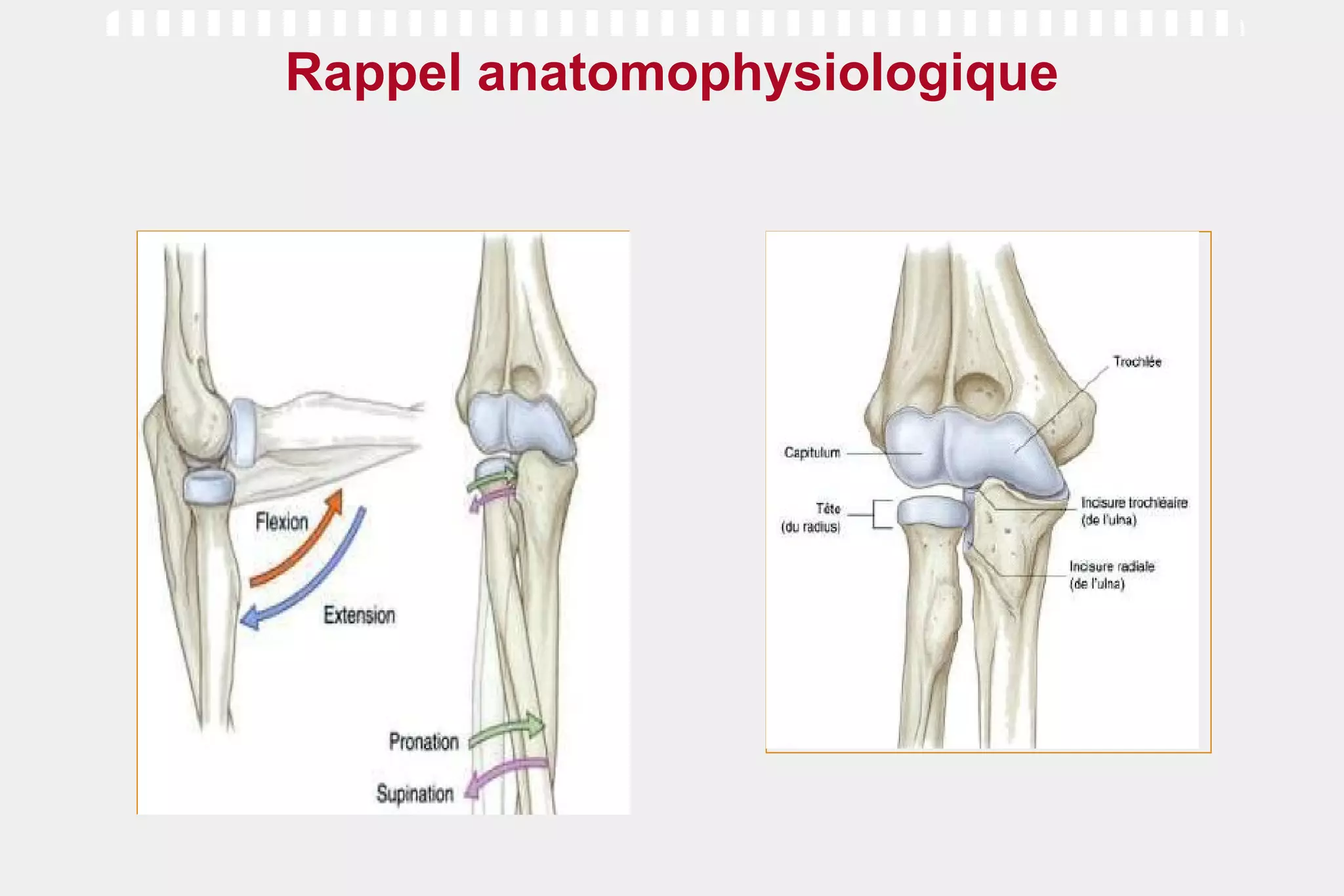 Rappel anatomophysiologique 