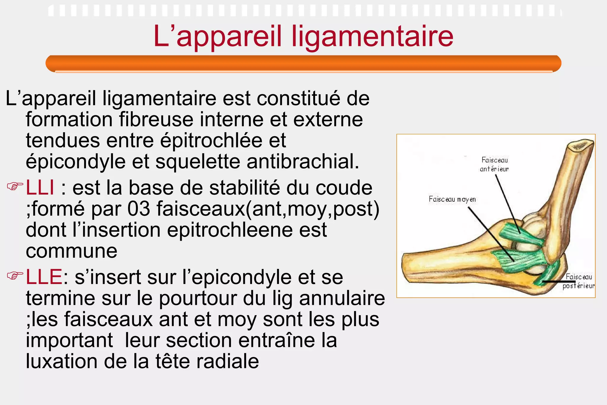L’appareil ligamentaire L’appareil ligamentaire est constitué de formation fibreuse interne et externe tendues entre épitrochlée et épicondyle et squelette antibrachial. LLI  : est la base de stabilité du coude ;formé par 03 faisceaux(ant,moy,post) dont l’insertion epitrochleene est commune LLE : s’insert sur l’epicondyle et se termine sur le pourtour du lig annulaire ;les faisceaux ant et moy sont les plus important  leur section entraîne la luxation de la tête radiale 