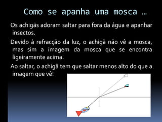 Como se apanha uma mosca …
Os achigãs adoram saltar para fora da água e apanhar
insectos.
Devido à refracção da luz, o achigã não vê a mosca,
mas sim a imagem da mosca que se encontra
ligeiramente acima.
Ao saltar, o achigã tem que saltar menos alto do que a
imagem que vê!
 