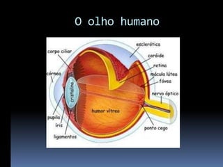 O olho humano
 