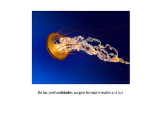 De las profundidades surgen formas irreales a la luz
 