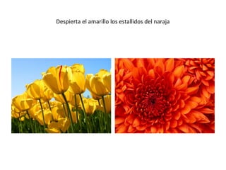Despierta el amarillo los estallidos del naraja
 