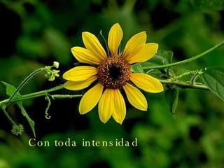 Con toda intensidad