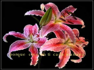 porque creo en ti cada mañana