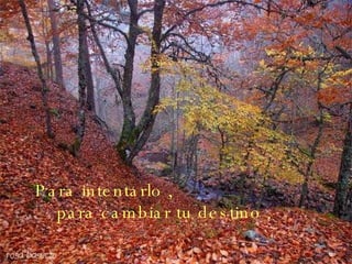 Para intentarlo , para cambiar tu destino .