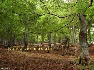 Nunca ves más allá