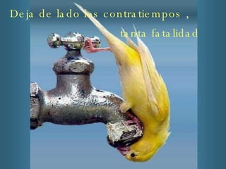 Deja de lado los contratiempos , tanta fatalidad