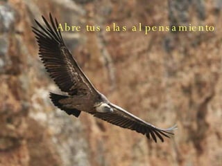 Abre tus alas al pensamiento