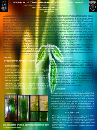 EFECTO DE LA LUZ Y TEMPERATURA EN LA FOTOSÍNTESIS DE Elodea canadensis.
Ángeles Fragoso C.;Marina Coutiño R.; Morales Molina A.; Santos Hernández D.
UNIVERSIDAD DE CIENCIAS Y ARTES DE CHIAPAS
LABORATORIO DE BIOLOGÍA
INTRODUCCIÓN
La Fotosíntesis es un proceso en virtud del cual los organismos con clorofila, como las plantas verdes, las algas y algunas bacterias, capturan
energía en forma de luz y la transforman en energía química. En este proceso la energía luminosa provoca una en energía química estable, siendo el
adenosín trifosfato (ATP) la primera molécula en la que queda almacenada esa energía química. Con posterioridad, el ATP se usa para sintetizar
moléculas orgánicas de mayor estabilidad. Prácticamente toda la energía que consume la vida de la biosfera terrestre —la zona del planeta en la cual
hay vida— procede de la fotosíntesis. La fotosíntesis se realiza en dos etapas: una serie de reacciones que dependen de la luz y son independientes
de la temperatura, y otra serie que dependen de la temperatura y son independientes de la luz (Taiz y Zeiger, 2002). La velocidad de la primera etapa,
llamada reacción lumínica, aumenta con la intensidad luminosa (dentro de ciertos límites), pero no con la temperatura. En la segunda etapa, llamada
reacción en la oscuridad, la velocidad aumenta con la temperatura (dentro de ciertos límites), pero no con la intensidad luminosa (Salisbury y Ross,
1994). La fotosíntesis es un proceso que transforma la energía de la luz del sol en energía química. Consiste, básicamente, en la elaboración de
azúcares a partir del C02 (dióxido de carbono) minerales y agua con la ayuda de la luz solar. Sin luz no hay fotosíntesis, esta requiere de la luz en
términos de intensidad y de calidad de la radiación. Con un incremento de la intensidad lumínica aumenta la intensidad fotosintética, primero en forma
lineal, luego disminuye suavemente y por ultimo alcanza un valor constante, es decir la capacidad fotosintética está saturada de luz. Este valor de
saturación es alcanzado por las diferentes especies con diferente velocidad (Azcon-Bieto, 2000). En plantas heliófilas esto ocurre después de llegar a
intensidades de radiación altas y en plantas umbrófilas esta saturación se alcanza rápidamente, es decir se requieren intensidades de luz bajas; cada
especie se encuentra adaptada a desarrollar su vida dentro de un intervalo de intensidad de luz, por lo que existirán especies de penumbra y especies
fotófilas. Dentro de cada intervalo, a mayor intensidad luminosa, mayor rendimiento, hasta sobrepasar ciertos límites, en los que se sobreviene la
fotooxidación irreversible de los pigmentos fotosintéticos. Para una igual intensidad luminosa, las plantas C4 (adaptadas a climas secos y cálidos)
manifiestan un mayor rendimiento que las plantas C3, y nunca alcanzan la saturación lumínica (Buchanan, et al. 2000).
Así mismo, cada especie se encuentra adaptada a vivir en un intervalo de temperaturas. Dentro de él, la eficacia del proceso oscila de tal manera
que aumenta con la temperatura, como consecuencia de un aumento en la movilidad de las moléculas, en la fase oscura, hasta llegar a una
temperatura en la que se sobreviene la desnaturalización enzimática, y con ello la disminución del rendimiento fotosintético. El aumento de
temperatura acelera las reacciones químicas de la fotosíntesis (como en cualquier otra reacción química), hasta alcanzar un máximo (llamado
temperatura óptima de esa especie) por encima del cual comienzan a cerrarse los estomas para no perder agua (con lo que aumenta el O2 y
disminuye el CO2, que en la página anterior vimos que paralizan la fotosíntesis), además de que los enzimas fotosintéticos se desnaturalizan con el
calor (con lo que no sólo se paraliza, sino que disminuye la fotosíntesis) (Salisbury y Ross, 1994; Taiz y Zeiger, 2002).
DISCUSIÓN DE RESULTADOS
Mediante la aplicación de solución de bicarbonato de sodio y segmentos de
Elodea canadensis, observamos que la reacción es cuantitativa y con
diferentes intensidades luminosas se producen diferentes cantidades de
oxigeno. El gas que se produce de la fotosíntesis es oxígeno, y el Bióxido de
carbono requerido para la fotosíntesis del ejemplar se obtuvo de la reacción
del Bicarbonato de sodio en el agua (Azcon-Bieto, 2000).
La producción de burbujas se vio afectada directamente por la intensidad de
luz, así como por el aumento de la temperatura, pues el aumento de
temperatura acelera las reacciones químicas de la fotosíntesis (como en
cualquier otra reacción química). Las burbujas (Fig. 1. A-F) obtenidas fueron
de distintos tamaños, ocurriendo lo mismo con la intensidad de luz para la
primer etapa de la fotosíntesis en plantas (que no se ve afectada por la
temperatura, y viceversa en la fase oscura, es decir que no se ve afectada por
la intensidad lumínica)(Buchanan, et al. 2000).
Continuar en ANEXOS para detalles de datos y gráficos.
CONCLUSIONES
De la dependencia de la fotosíntesis de los factores luz y temperatura, se
concluye que la fotosíntesis no es un proceso constante, se compone de un
conjunto de reacciones fotoquímicas que dependen de la luz y de una serie de
reacciones enzimáticas dependientes de la temperatura. Estas últimas se
hacen evidentes en el estado de saturación de luz punto en el cual un
aumento de la temperatura aumenta la intensidad fotosintética. Con luz débil
la temperatura no influye casi en la fotosíntesis, es decir solo el sistema de
reacciones fotoquímicas es activo o sea, este complejo es indiferente a la
temperatura. Con esto podemos concluir que se cumplen satisfactoriamente
los objetivos al poder observar y determinar concretamente el efecto de la
temperatura y la intensidad de luz en la tasa de fotosíntesis en E. canadensis.
OBJETIVO
Determinar el efecto de la temperatura y la intensidad de la luz en la
tasa de fotosíntesis de ramas de Elodea canadensis.
MATERIALES Y MÉTODOS
Se utilizó el método de la burbuja. Se tomó una rama saludable de
Elodea canadensis y se cortó de la parte de abajo. Se sumergió la
parte apical al final del tubo en solución de bicarbonato de sodio.
Tasa relativa de fotosíntesis bajo diferentes condiciones de luz: Se
colocó el tubo con la muestra de E. canadensis bajo la luz artificial, luz
difusa y oscuridad por dos minutos, contando el número de burbujas
producidas por la planta.
Tasa relativa de fotosíntesis bajo diferentes temperaturas: Se
colocó el tubo con la muestra de E. canadensis de forma secuencial, a
temperaturas de 20, 30, 40, y 50 °C. En cada temperatura, se contó el
número de burbujas producidas cada minuto hasta por siete minutos.
RESULTADOS
FIG.1. Elodea canadensis. Apreciación de formación de burbujas de oxígeno con influencia
de intensidad lumínica (A, B). Producción de burbujas a temperaturas altas (C-D: 40-50 °C).
E-F. Distintos tamaños de burbujas.
LITERATURA CITADA
Azcón-Bieto, M. (2000). Fundamentos de Fisiología Vegetal. Madrid:
McGraw-Hill/Interamericana, Edicions Universitat de Barcelona.
Buchanan, W. Gruissem, R. Jones. (2000) Biochemistry and Molecular
Biology of plants. Rockville (USA): American Society of Plant Physiologists.
Salisbury, Cleon W. Ross. (1994). Fisiología Vegetal. México: Grupo
Editorial Iberoamericana.
Taiz, E. Zeiger. (2002). Plant Physiology. Sunderland, Massachussets:
Sinauer Associates Inc.
 