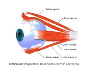 Luz1