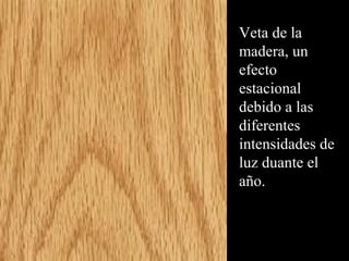 Veta de la 
madera, un 
efecto 
estacional 
debido a las 
diferentes 
intensidades de 
luz duante el 
año. 
 