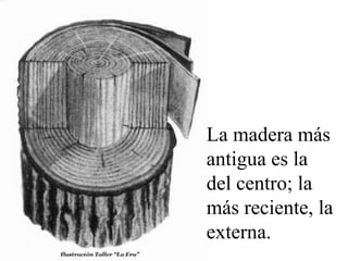 La madera más 
antigua es la 
del centro; la 
más reciente, la 
externa. 
 