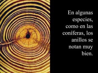 En algunas 
especies, 
como en las 
coníferas, los 
anillos se 
notan muy 
bien. 
 