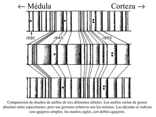 ¬ Médula Corteza ® 
Comparación de diseños de anillos de tres diferentes árboles. Los anillos varían de grosor 
absoluto entre especímenes, pero sus grosores relativos son los mismos. Las décadas se indican 
con agujeros simples; los medios siglos, con dobles agujeros. 
 