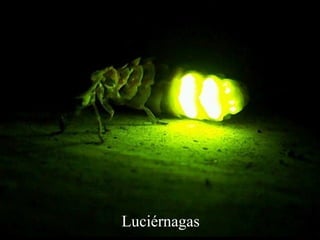 Luciérnagas 
 