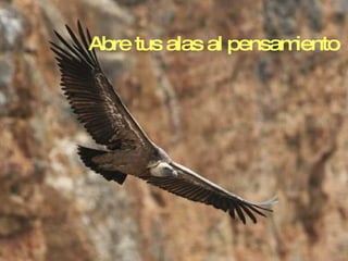 Abre tus alas al pensamiento 