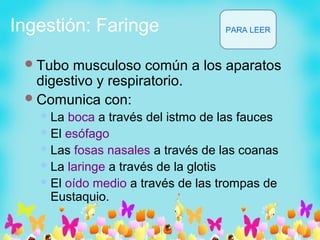 Ingestión: Faringe
Tubo musculoso común a los aparatos
digestivo y respiratorio.
Comunica con:
La boca a través del istmo de las fauces
El esófago
Las fosas nasales a través de las coanas
La laringe a través de la glotis
El oído medio a través de las trompas de
Eustaquio.
PARA LEER
 