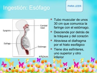 Ingestión: Esófago
 Tubo muscular de unos
30 cm que comunica la
faringe con el estómago.
 Desciende por detrás de
la tráquea y del corazón
 Atraviesa el diafragma
por el hiato esofágico
 Tiene dos esfínteres,
uno superior y otro
inferior
PARA LEER
 