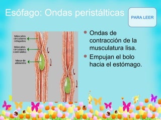 Esófago: Ondas peristálticas
 Ondas de
contracción de la
musculatura lisa.
 Empujan el bolo
hacia el estómago.
PARA LEER
 