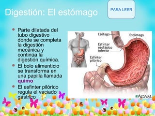 Digestión: El estómago
 Parte dilatada del
tubo digestivo
donde se completa
la digestión
mecánica y
continúa la
digestión química.
 El bolo alimenticio
se transforma en
una papilla llamada
quimo
 El esfinter pilórico
regula el vaciado
gástrico
PARA LEER
 