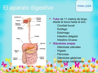 El aparato digestivo
 Tubo de 11 metros de largo,
desde la boca hasta el ano.
 Cavidad bucal
 Esófago
 Estómago
 Intestino delgado
 Intestino Grueso
 Glándulas anejas
 Glándulas salivales
 Hígado
 Páncreas
 Glándulas gástricas
 Glándulas intestinales
PARA LEER
 