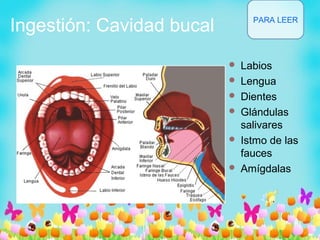 Ingestión: Cavidad bucal
 Labios
 Lengua
 Dientes
 Glándulas
salivares
 Istmo de las
fauces
 Amígdalas
PARA LEER
 