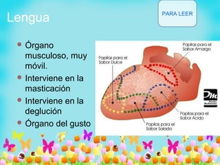 Lengua
 Órgano
musculoso, muy
móvil.
 Interviene en la
masticación
 Interviene en la
deglución
 Órgano del gusto
PARA LEER
 
